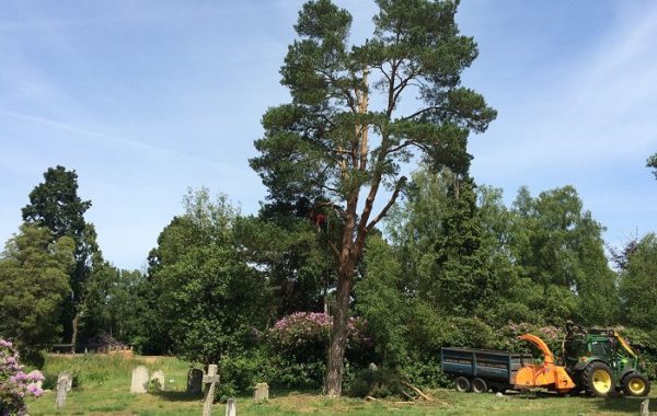 Tree works to commence at Brookwood Cemetery