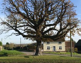 Caring for mature trees